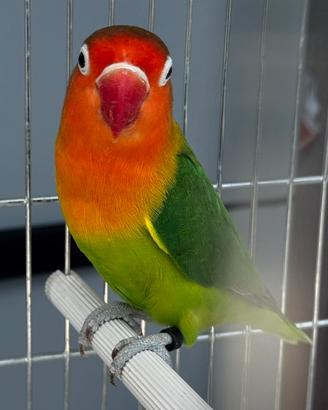 Splendida Femmina Fischer Ancestrale