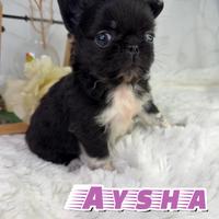 Chihuahua femmina prenotabile thailandese pedigree