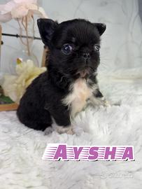 Chihuahua femmina prenotabile thailandese pedigree