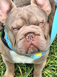 Stallone/Monta/BIG Rope Isabella Bulldog Francese