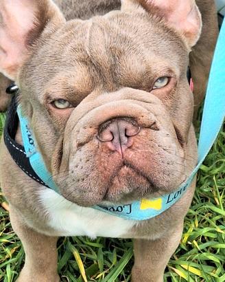 Stallone/Monta/BIG Rope Isabella Bulldog Francese