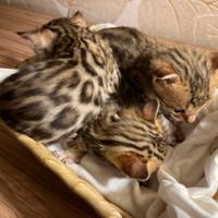 BENGALA Cuccioli alta genealogia con Pedigree ANFI