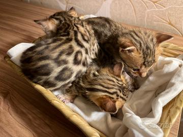 BENGALA Cuccioli alta genealogia con Pedigree ANFI