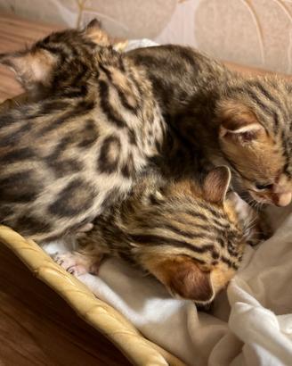 BENGALA Cuccioli alta genealogia con Pedigree ANFI