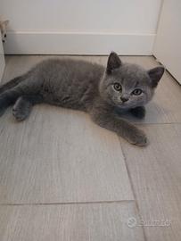 Gattini scottish
