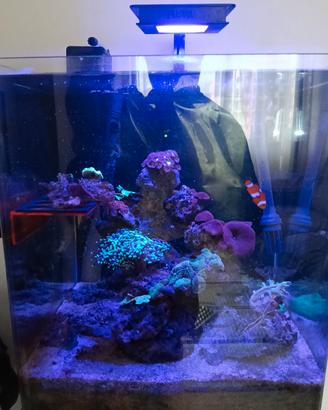 Acquario marino