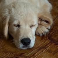 Golden Retriever super affettuoso
