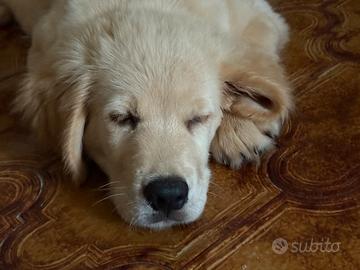 Golden Retriever super affettuoso