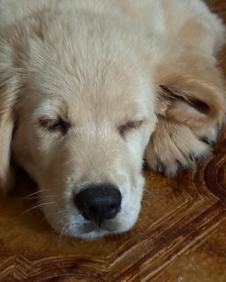 Golden Retriever super affettuoso