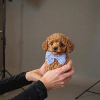 Barboncini toy mini red