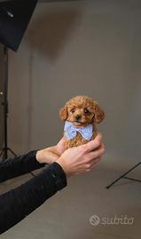 Barboncini toy mini red