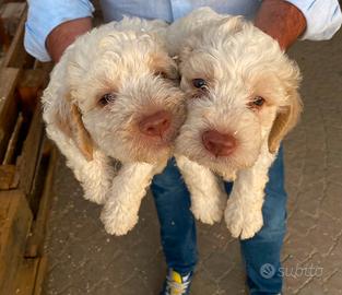 Lagotto romagnolo