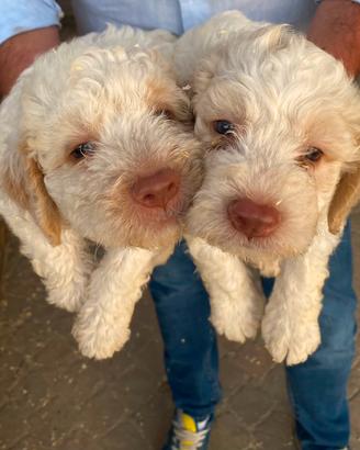 Lagotto romagnolo