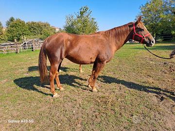 Cavalla quarter horse