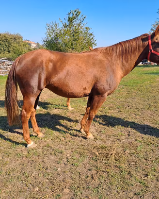 Cavalla quarter horse