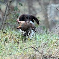 Springer Spaniel Inglese