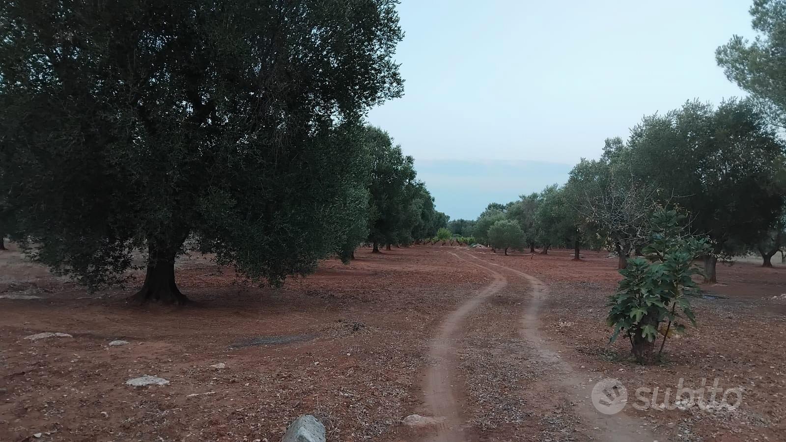 Terreno agricolo metà uliveto e metà vigneto - Vista 2