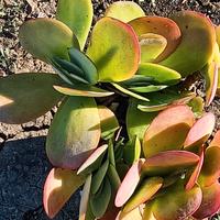 Kalanchoe thyrsiflora. Pianta grassa.