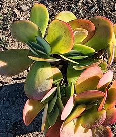 Kalanchoe thyrsiflora. Pianta grassa.