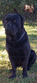 Cane corso