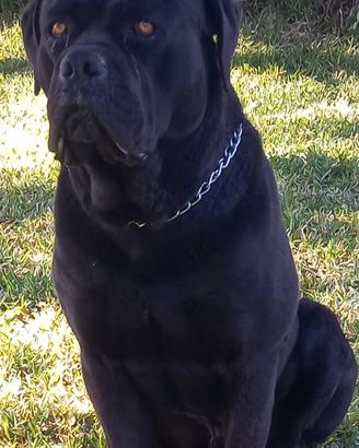 Cane corso