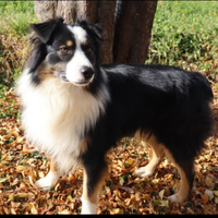 Pastore australiano/ australian sheperd