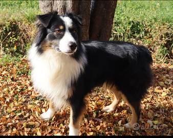 Pastore australiano/ australian sheperd