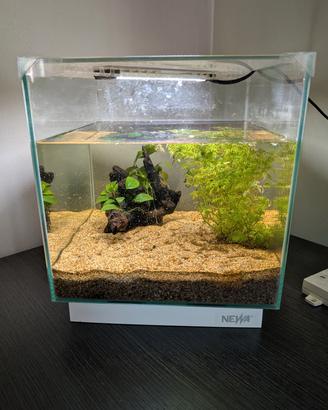 Acquario Newa 20 litri