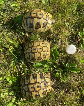 Tartaruga di terra