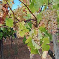 uva bianca di gioia del colle 