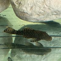 Pesci pulitori acquario d'acqua dolce