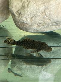 Pesci pulitori acquario d'acqua dolce