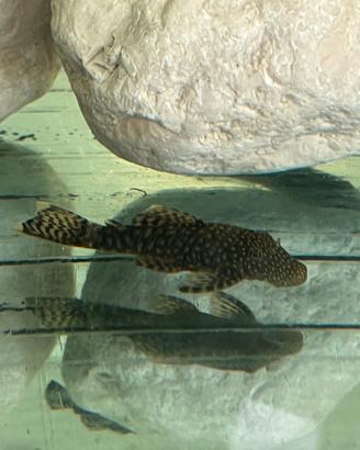 Pesci pulitori acquario d'acqua dolce