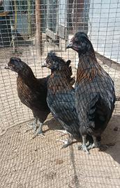 3 femmine Oliver Egger