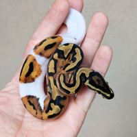 Pitone reale piebald poss. Het. Albino Femmina