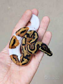 Pitone reale piebald poss. Het. Albino Femmina