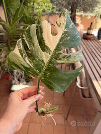 Talea Monstera Albo variegata