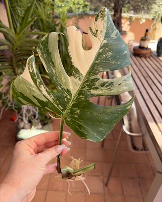 Talea Monstera Albo variegata