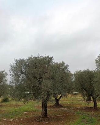 Terreno agricolo