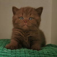 British shorthair