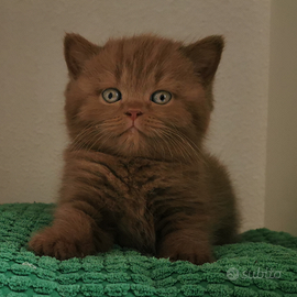 British shorthair