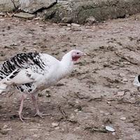 Animali ornamentali ( tacchini)
