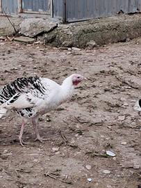 Animali ornamentali ( tacchini)