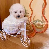 Cucciolo di razza Barbone nano manto bianco