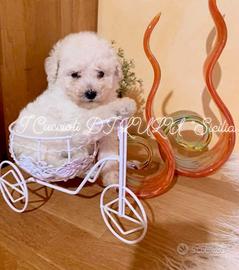 Cucciolo di razza Barbone nano manto bianco