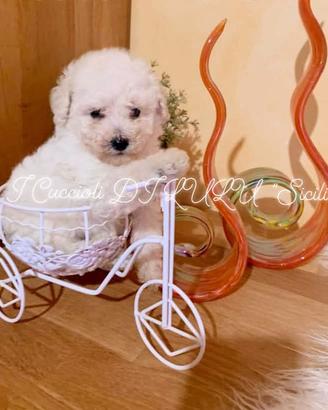 Cucciolo di razza Barbone nano manto bianco