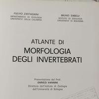 Atlante di morfologia degli invertebrati di Zaffag