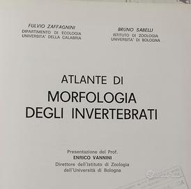 Atlante di morfologia degli invertebrati di Zaffag
