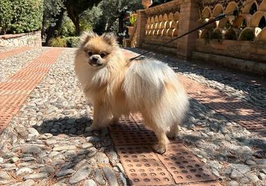 Per monta Spitz Tedesco Nano - volpino pomerania