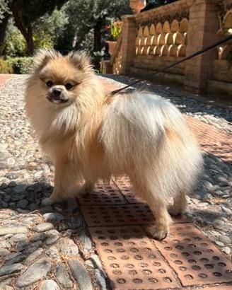 Per monta Spitz Tedesco Nano - volpino pomerania